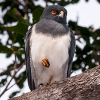 New Caledonia Goshawk